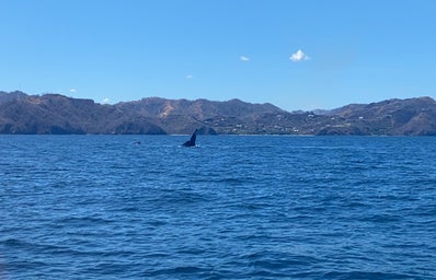 Whale in the ocean