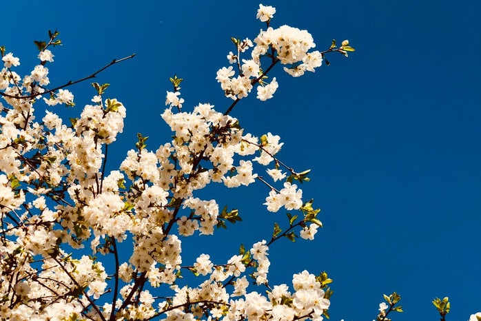 white flowered tree against vivid blue sky