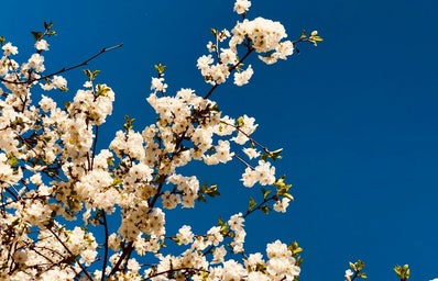 white flowered tree against vivid blue sky