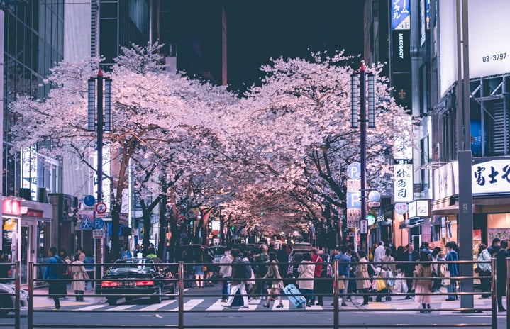 cherry blossoms and city lights at night