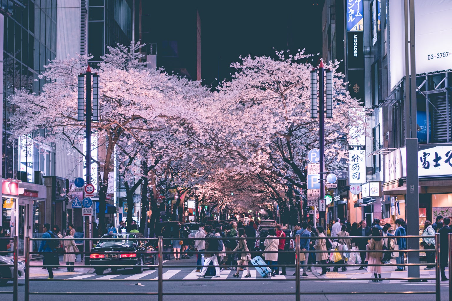 cherry blossoms and city lights at night