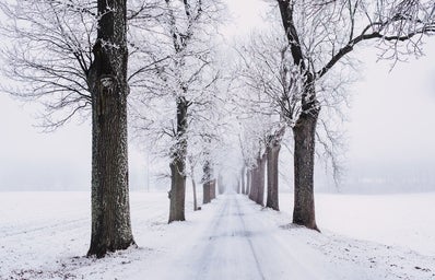 snowy pathway surrounded by bare tree 839462jpg?width=398&height=256&fit=crop&auto=webp