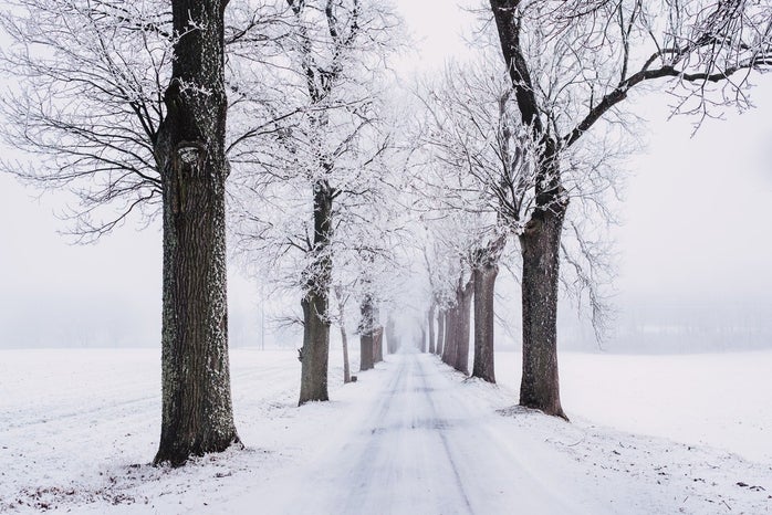 snowy pathway surrounded by bare tree 839462jpg?width=698&height=466&fit=crop&auto=webp