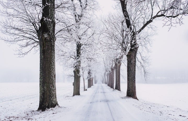snowy pathway surrounded by bare tree 839462jpg?width=719&height=464&fit=crop&auto=webp