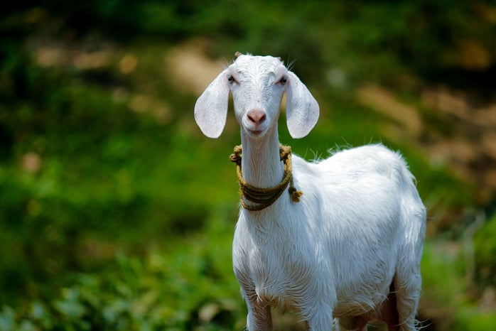 animal domestic goat 1011630jpg?width=698&height=466&fit=crop&auto=webp