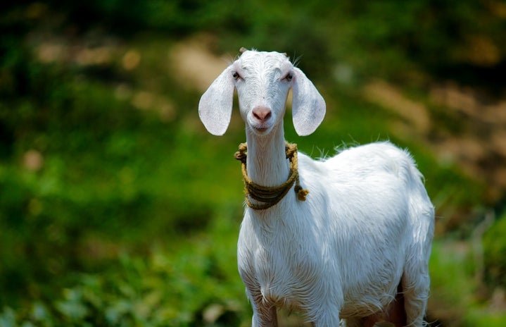 animal domestic goat 1011630jpg?width=719&height=464&fit=crop&auto=webp