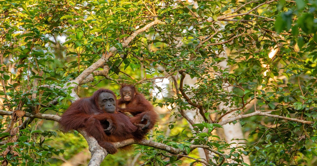 Hope Is An Action: Carrying on Jane Goodall's Legacy