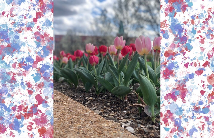College Campus Tulips