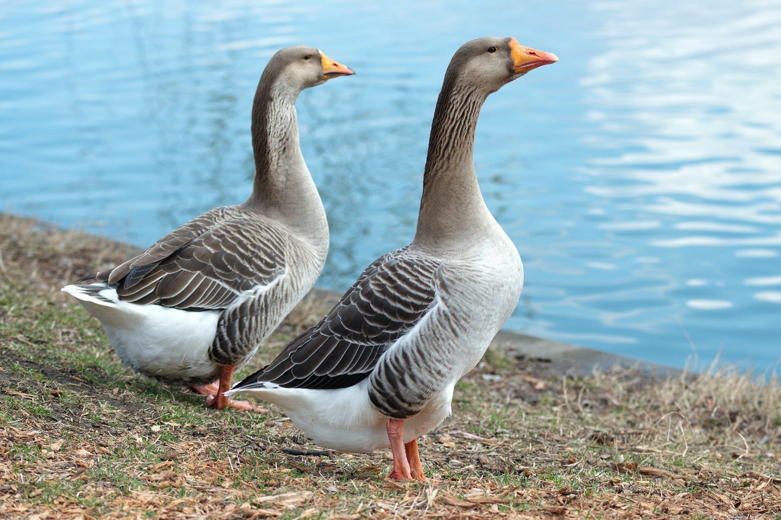 picture of geese standing near water