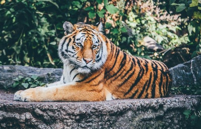 tiger lying down on grey rock