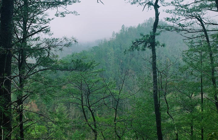 Foggy green trees in the mountains