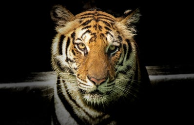Tiger in the dark
