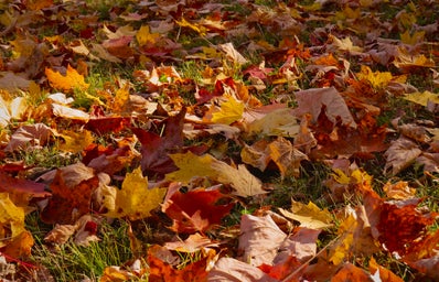yellow, red, and orange fallen leaves in the grass in the fall