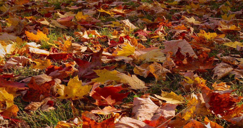 The Vibrant Hues of Fall
