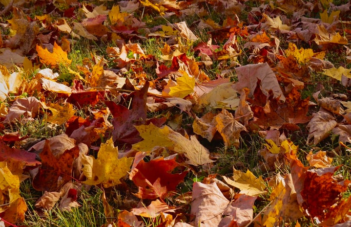 yellow, red, and orange fallen leaves in the grass in the fall