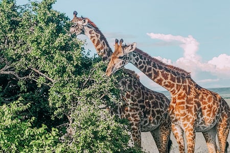 Giraffe