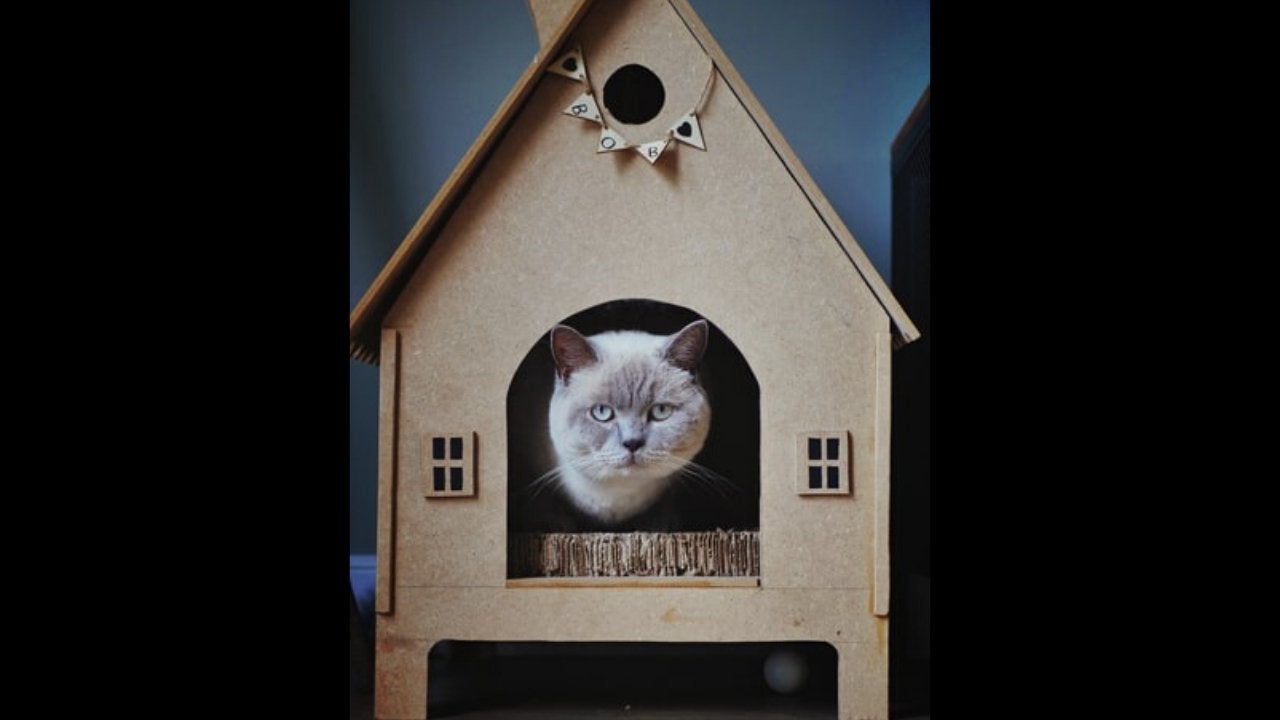 cat looking into the camera while sitting in a DIY house