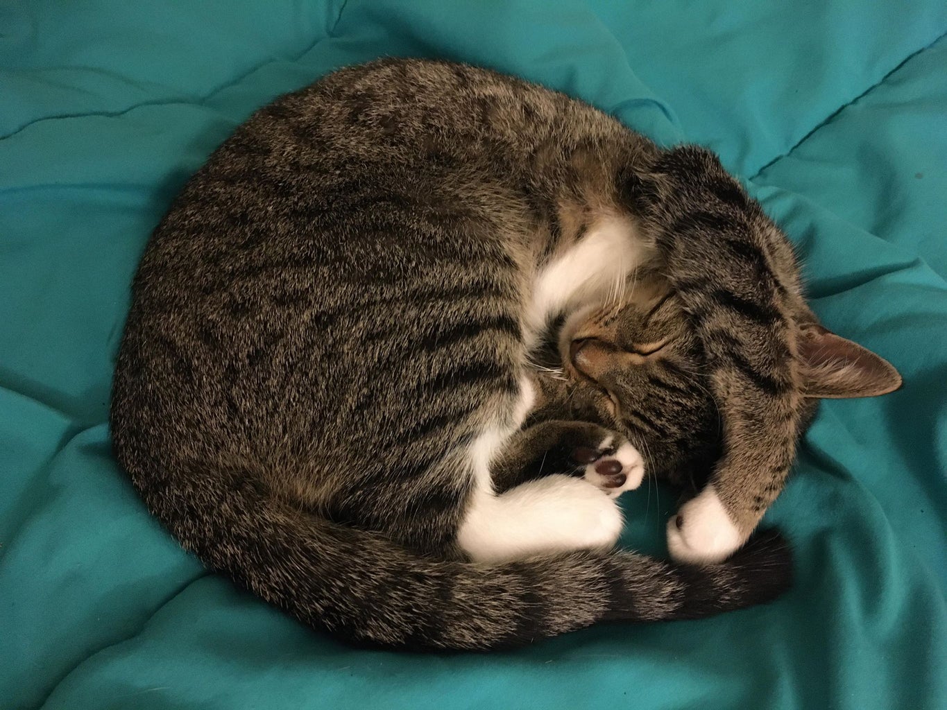 a cat curled up into a ball sleeping