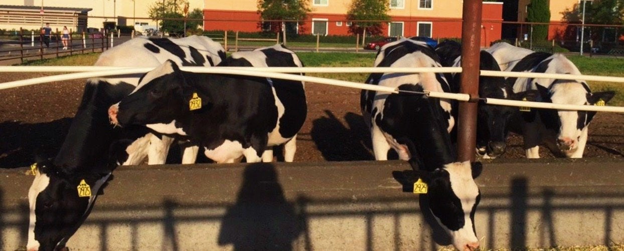 davis cows