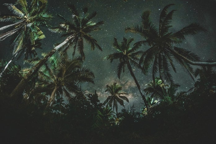 Stars behind palm trees