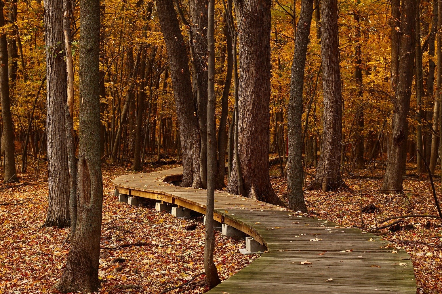 walkway through the woods in the fall