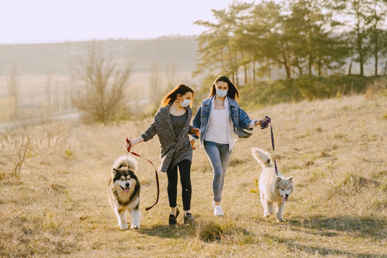 two friends walking big dogs on leashes on a bright grassy hill