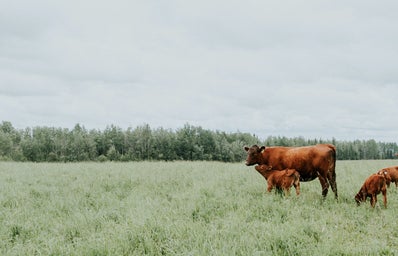A mom and baby cow in a green field.