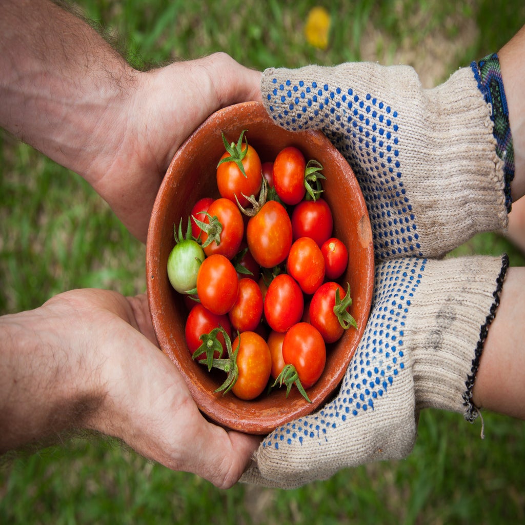Tomatoes in hands