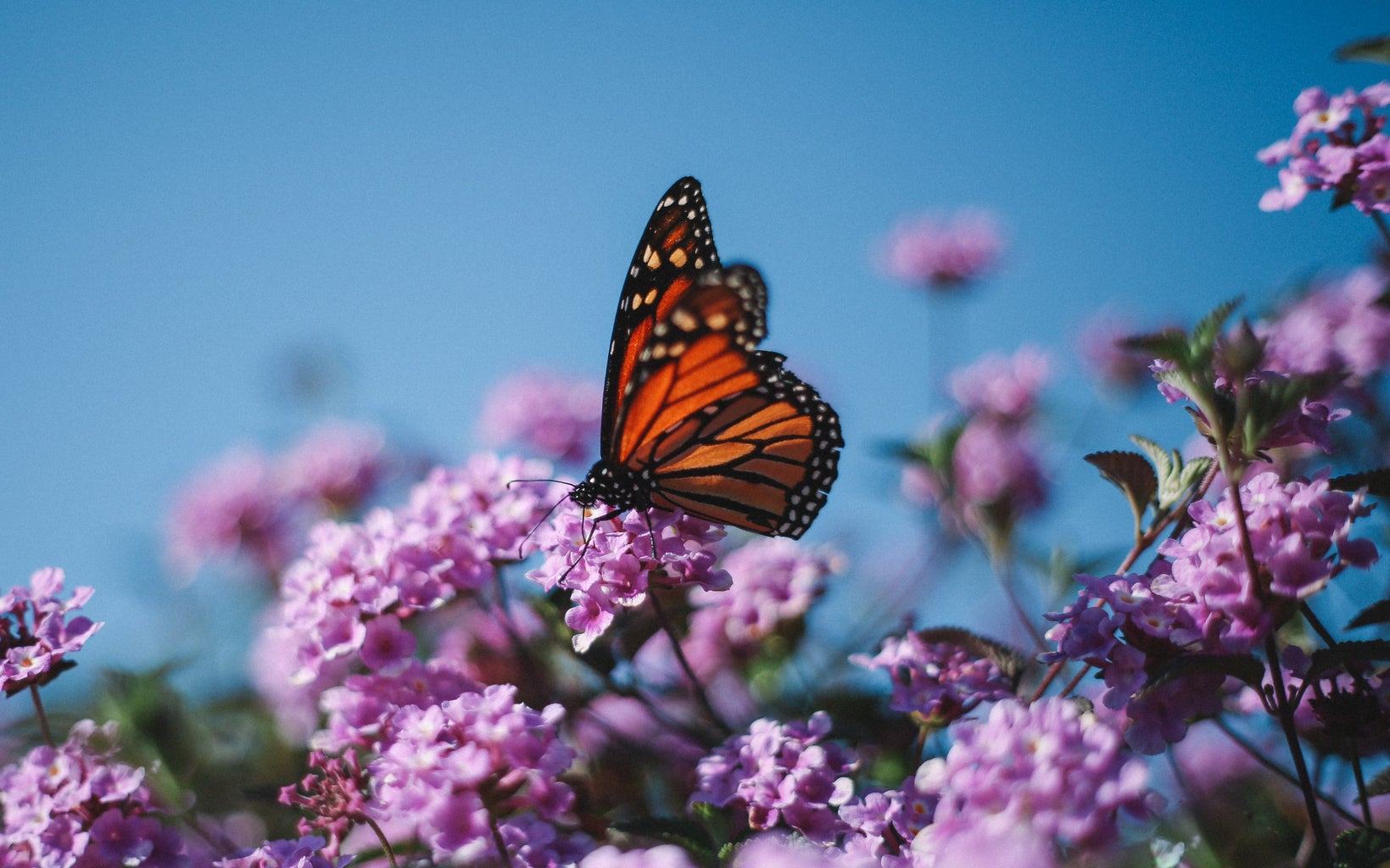 Monarch butterfly resting on purple flower