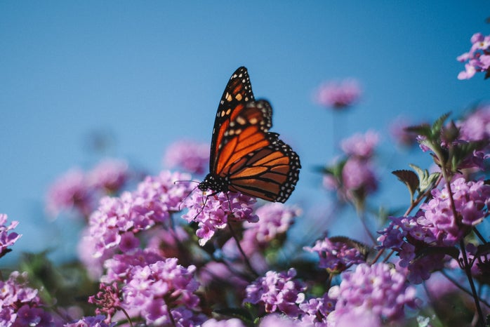 monarch butterfly on purple flower by unsplash?width=698&height=466&fit=crop&auto=webp