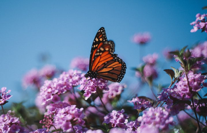 Monarch butterfly resting on purple flower