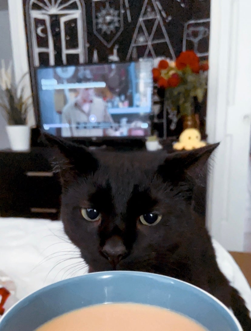 Black cat