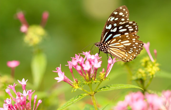 spotted brown butterfly on a pink flower