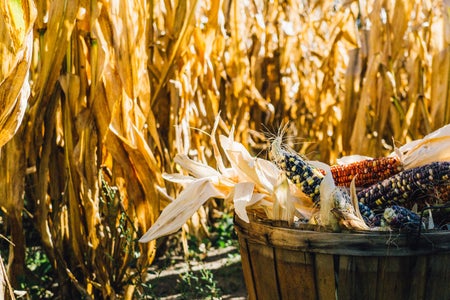 photo of corn field