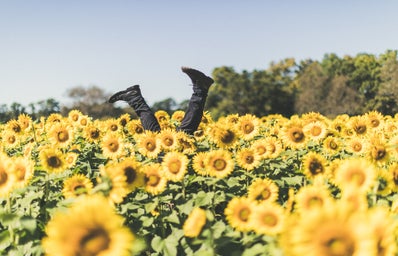 legs sticking out of a sunflower field at daytime