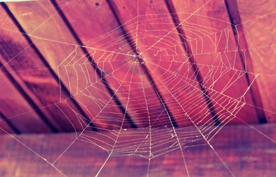 spiderweb on a wooden ceiling