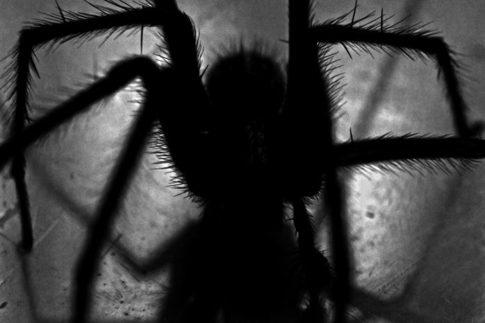 close-up of black spider