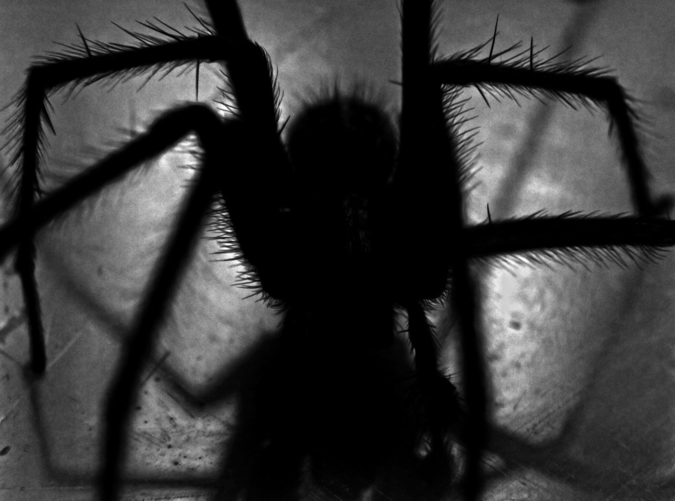 close-up of black spider
