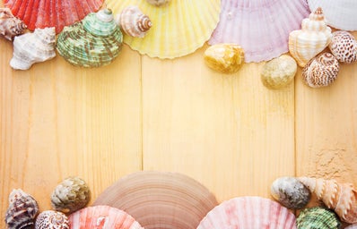 assorted sea shells on wood