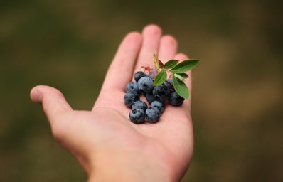 hand holding fresh blueberries