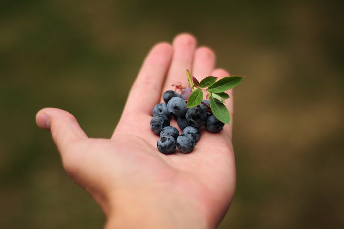 hand holding fresh blueberries