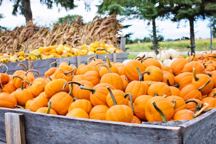pumpkins