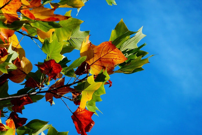 Low angle shot of autumn leaves against a blue sky