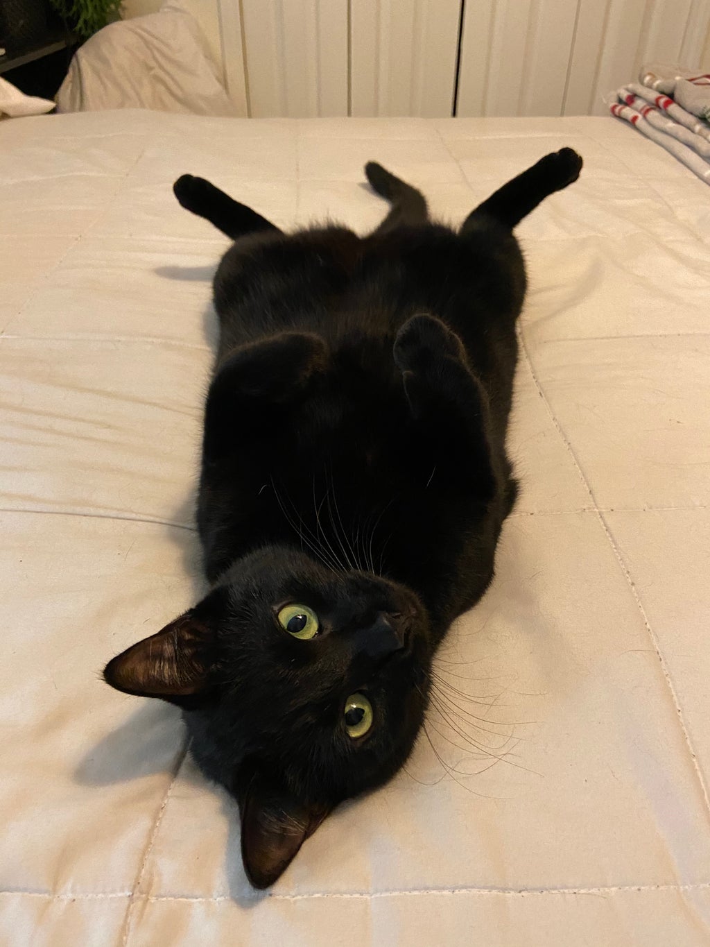 Black cat