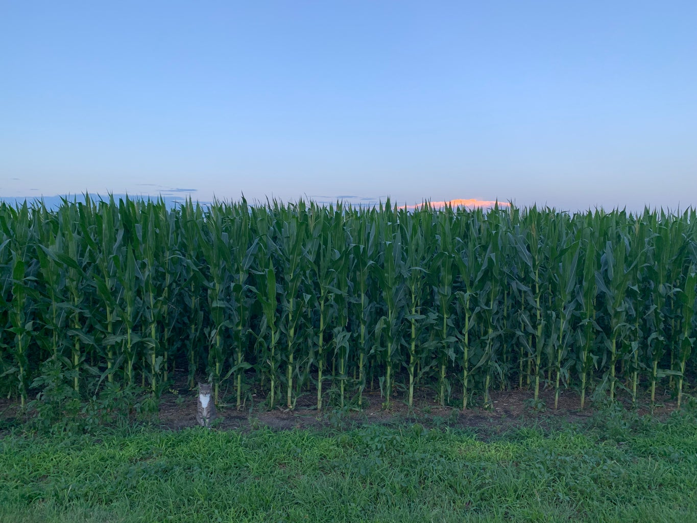 cat sitting in front of corn field