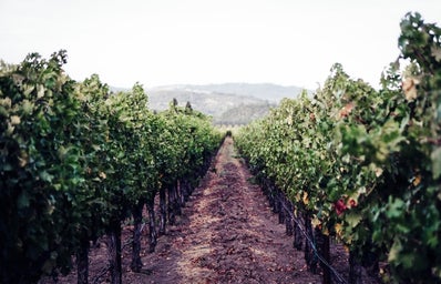 vineyard in napa valley, CA