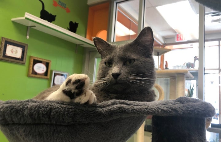 gray cat lounging
