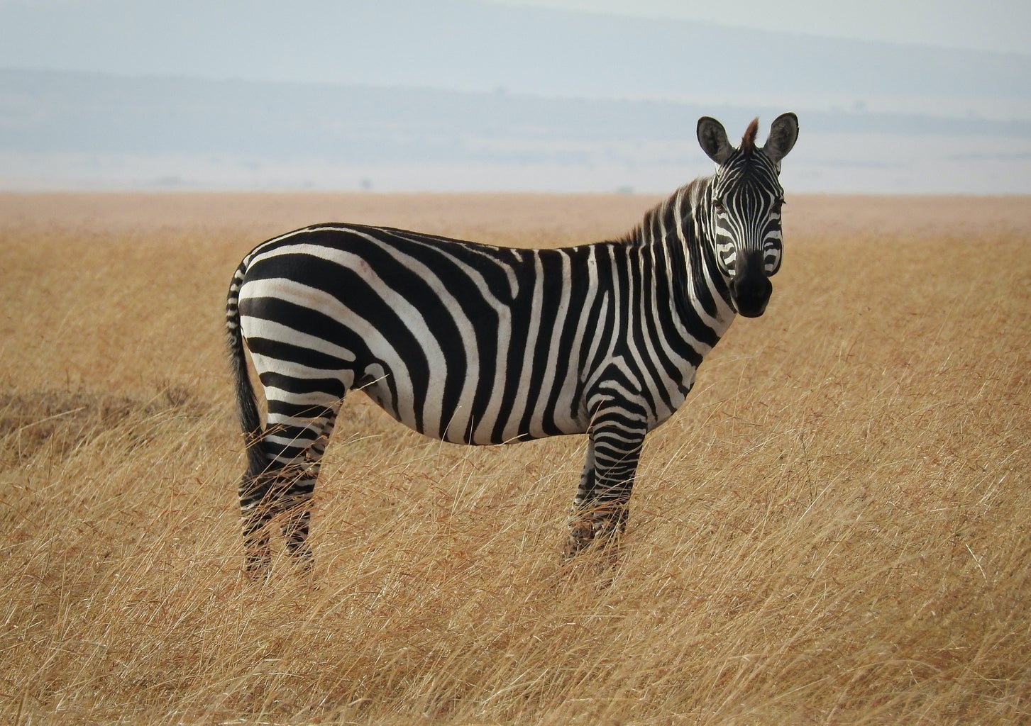 A zebra in a field