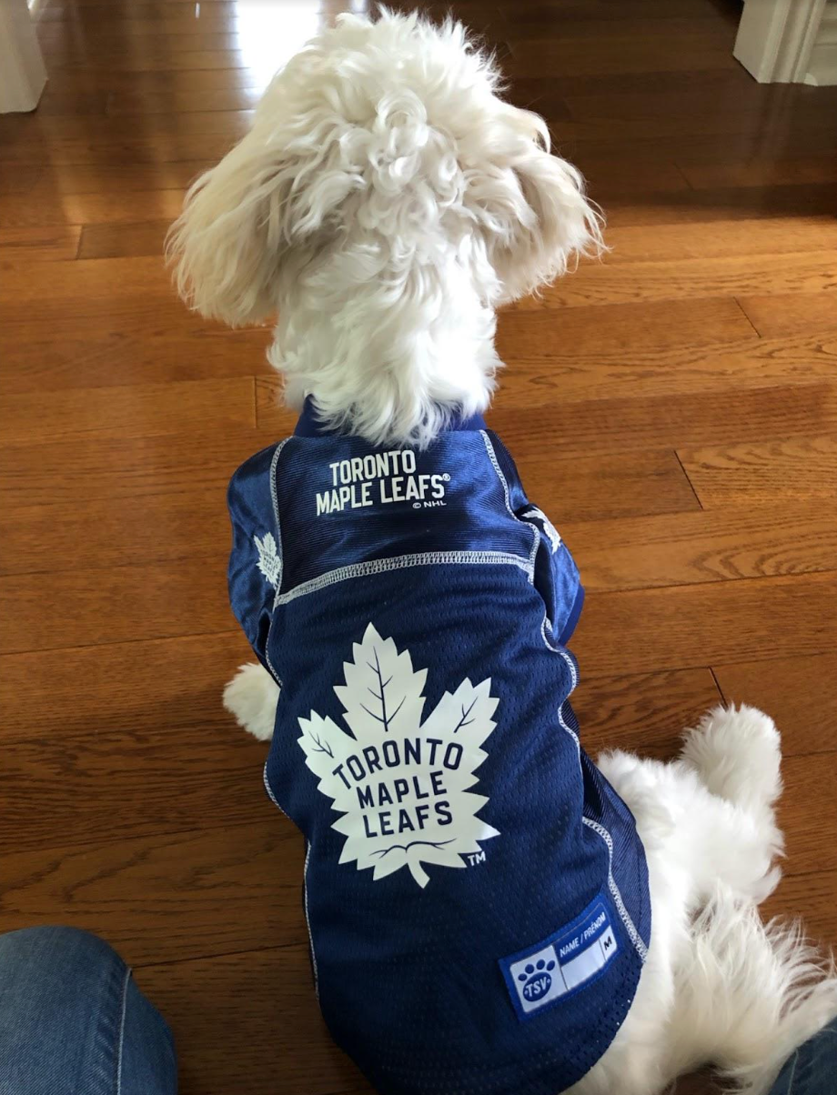 White dog in Maple Leafs jersey