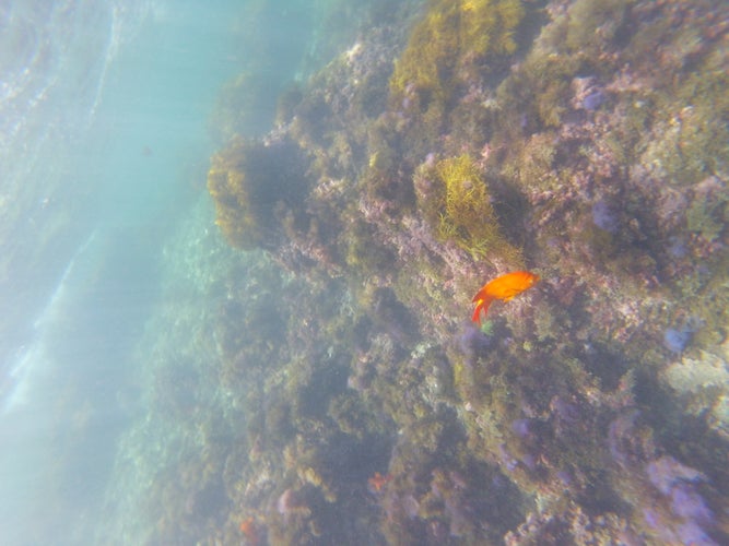 Snorkeling